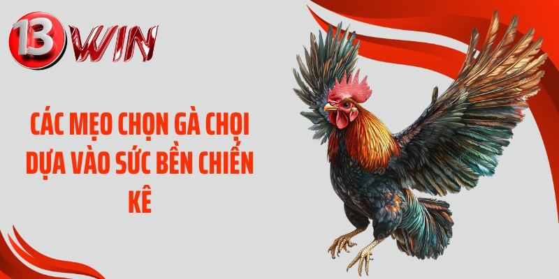 Các mẹo chọn gà chọi dựa vào sức bền chiến kê